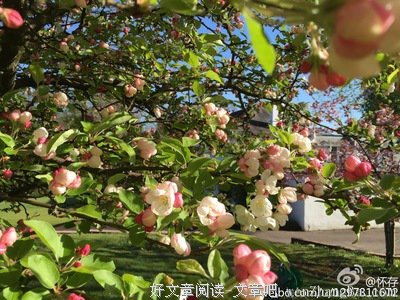 实秋最像一朵花