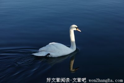白姑娘