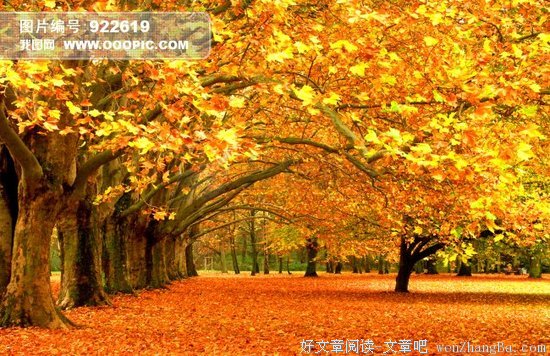 大树和我们的生活
