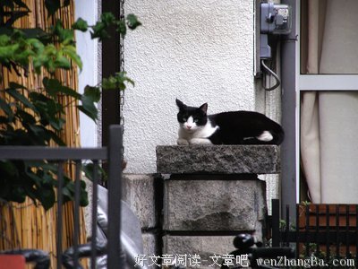  画在门柱上的猫
