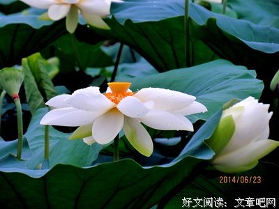花开刹那，香远一生