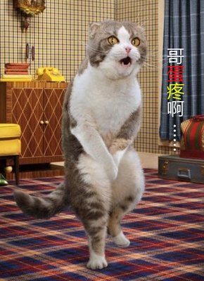  炕和猫
