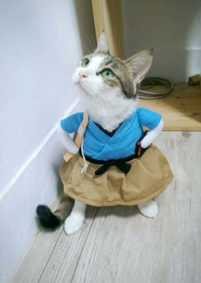 我养了一只不高兴的猫