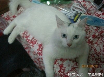 猫的法则