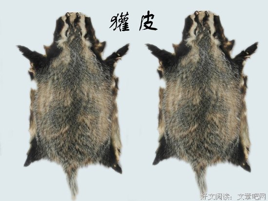 逮獾子