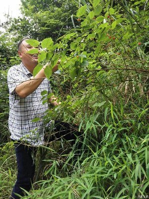 故乡的红野果