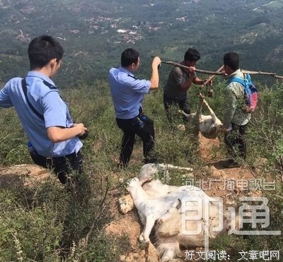 十只羊