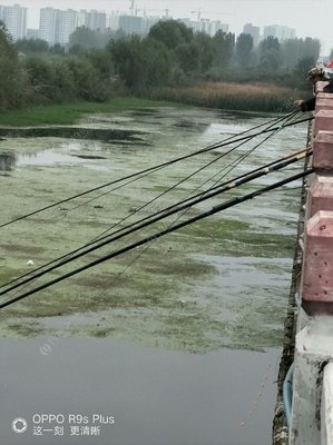 绑鱼活得久