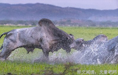 两头公牛和一只青蛙