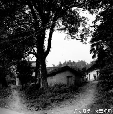 一棵树的守望