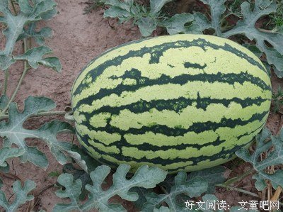 挑瓜高手