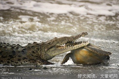 一只鹿的母爱