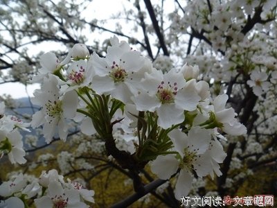  梨花风起正清明，寻你已不在城中