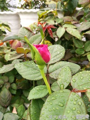  种花种草，种春风