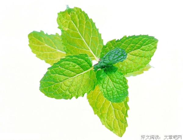 薄荷，薄荷
