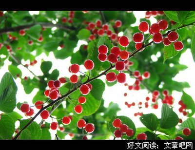 樱桃的滋味