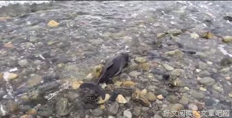 善良的心岂能轻易搁浅