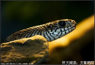  杀蛇