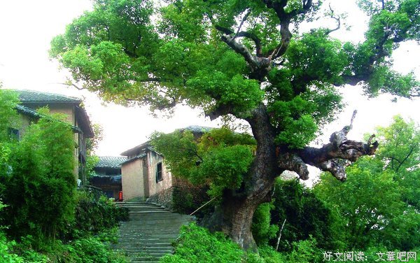 老树