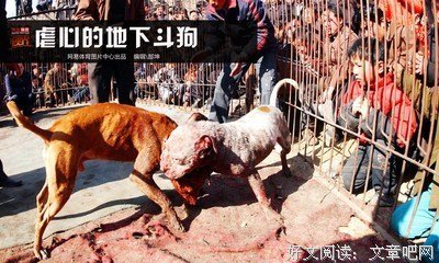 斗狗