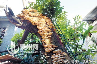 带白蘑菇回家