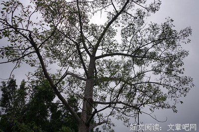 空姐不懂为什么吃简餐