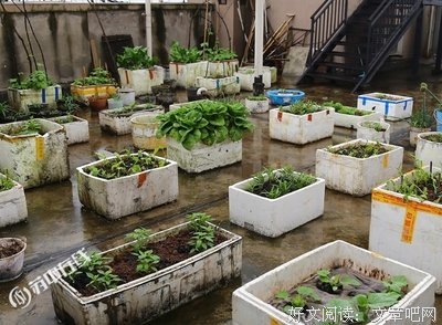 马青皮养鸭子
