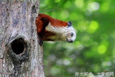  通才鼯鼠