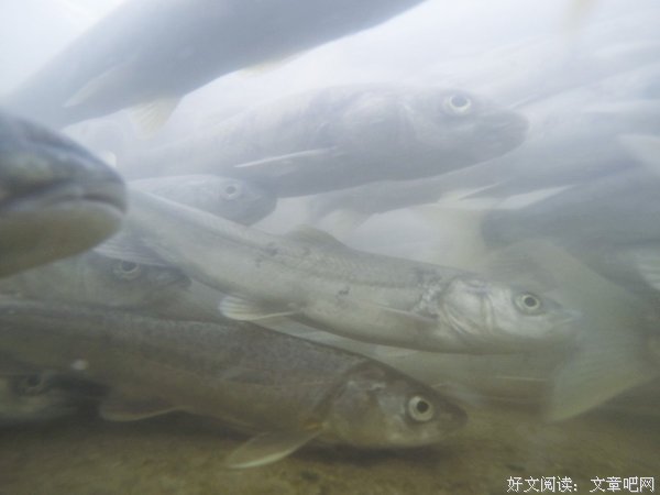 洄 游