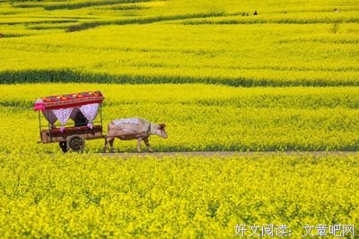 牛车慢悠悠
