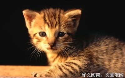 小虎，对不起