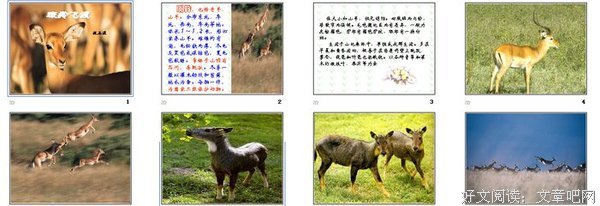母狼的智慧