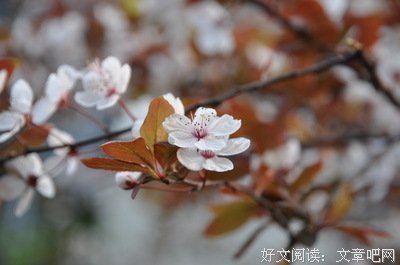 一路繁花