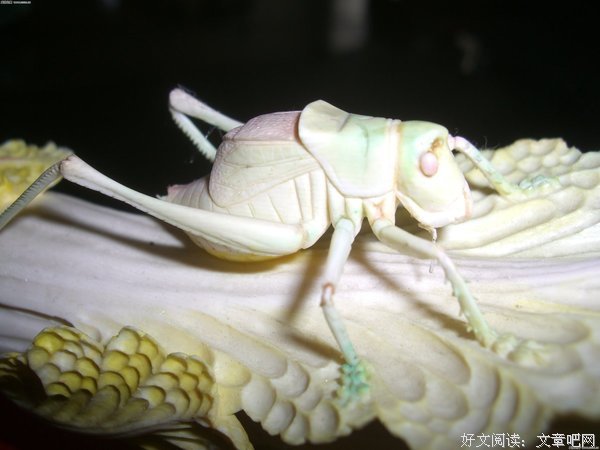萝卜白菜