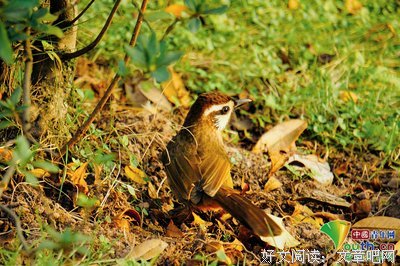 大地黄好