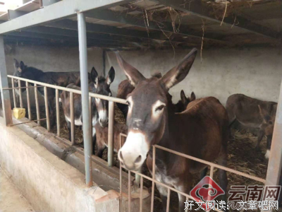 驴子可以这样赶