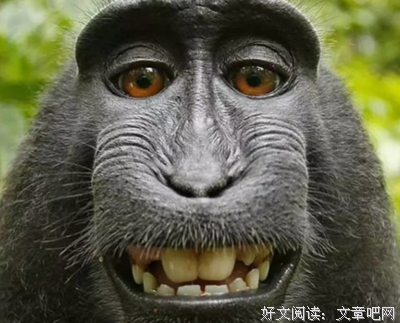 被猴子出卖的网红
