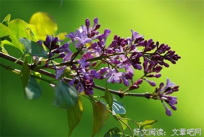 古代口香糖