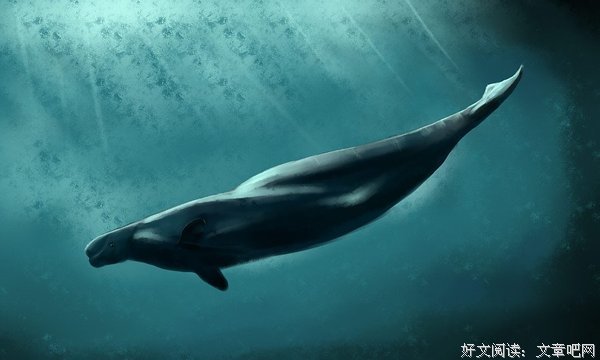 我们是孤海里的蓝鲸