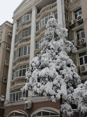 雪中的零