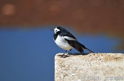 你要帮我吗？