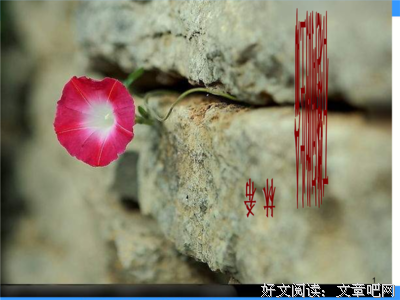 石 缝 间 的 生 命