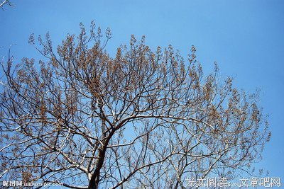 梧桐树