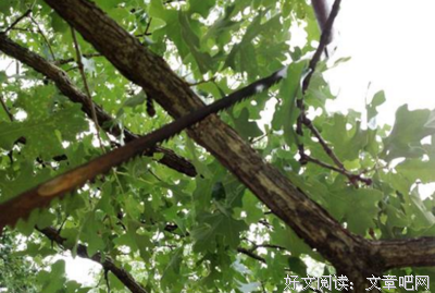 长在回忆里的树