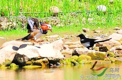 赶走喜鹊