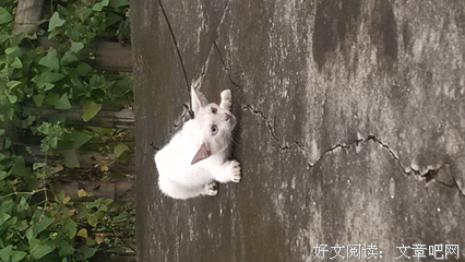 三只野猫