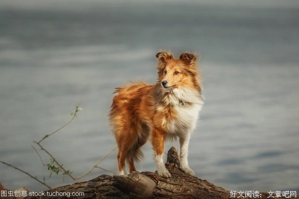 狗与羊