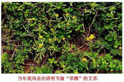 品读清明诗,人生见须知