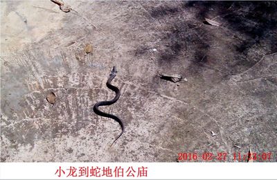 蛇地伯公庙来了新客