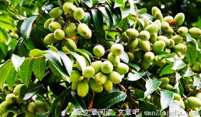 家乡的橄榄树
